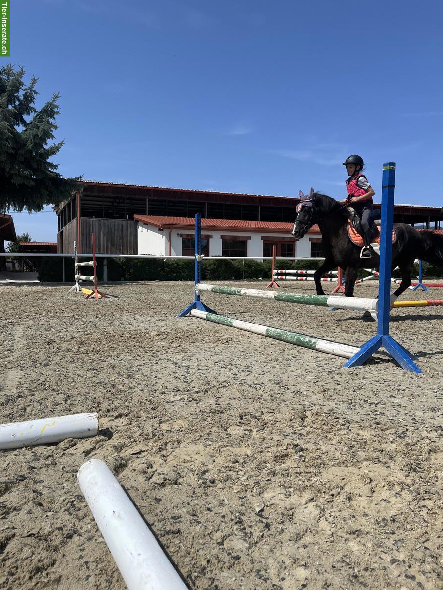 Bild 3: Biete individuelles Training für Springpferde