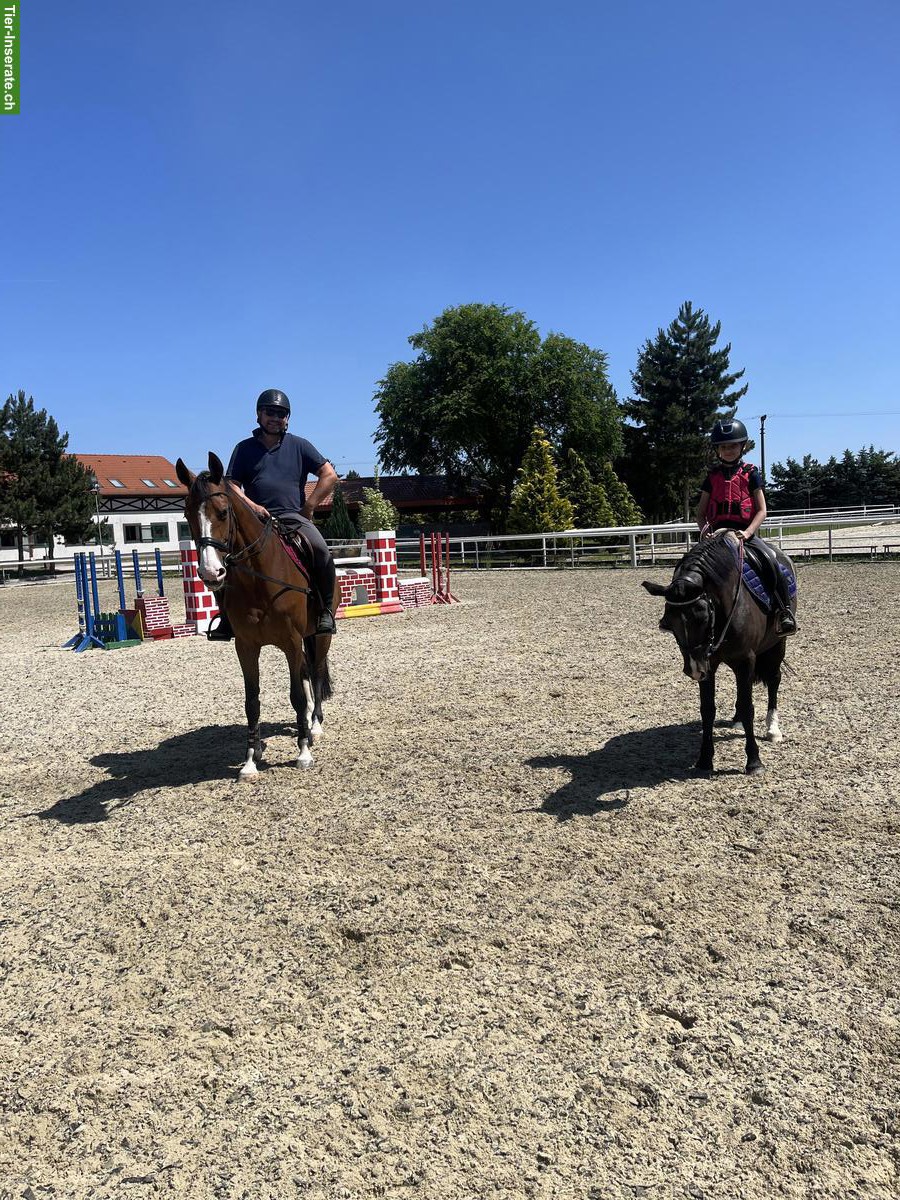 Bild 4: Biete individuelles Training für Springpferde
