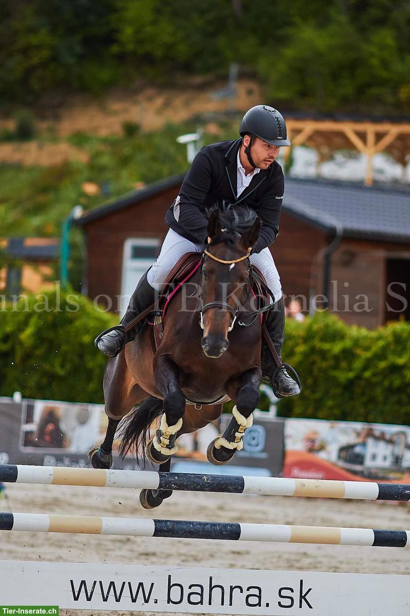 Bild 5: Biete individuelles Training für Springpferde