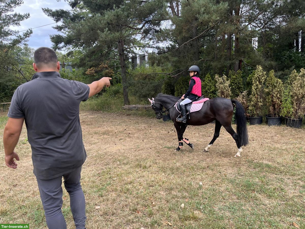 Bild 6: Biete individuelles Training für Springpferde