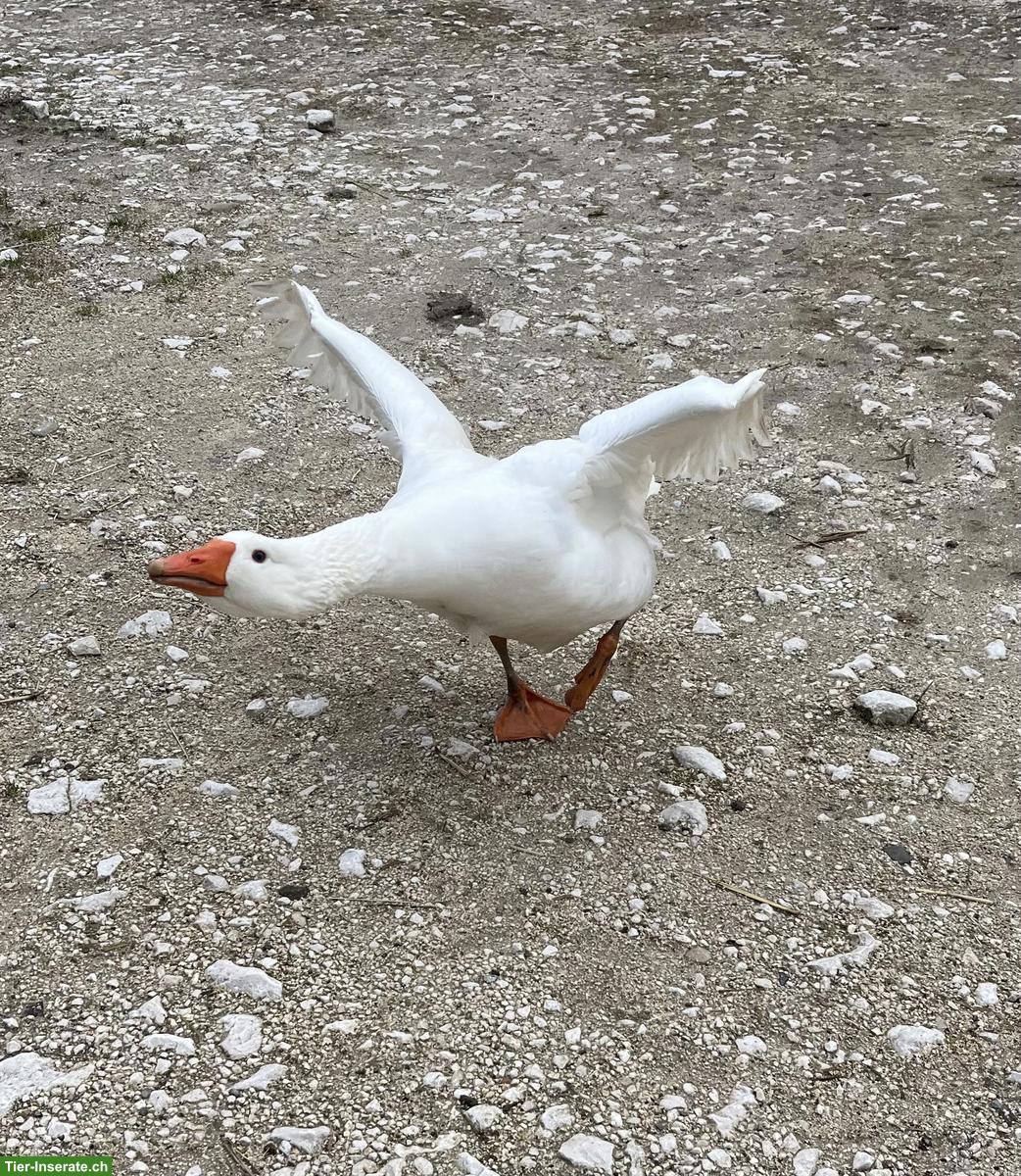 Diepholzer Ganter 1-jährig zu verkaufen