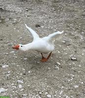 Diepholzer Ganter 1-jährig zu verkaufen