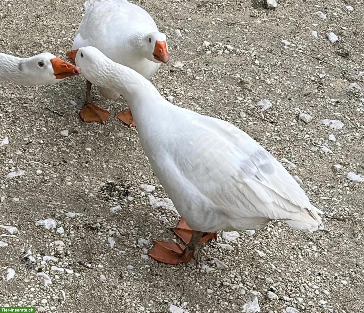 Bild 2: Diepholzer Ganter 1-jährig zu verkaufen