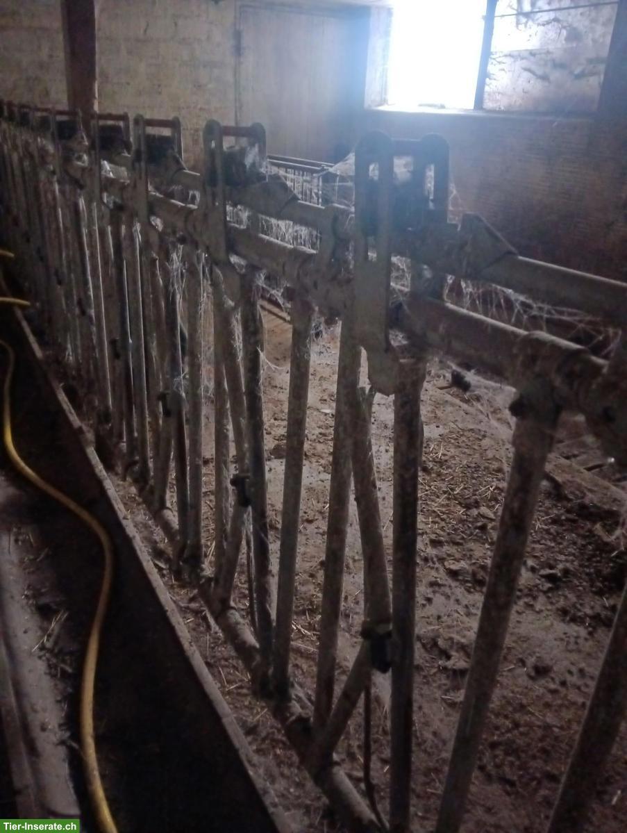 Bild 2: Ziegenfressgitter (selbstfang) 14 Plätze zu verkaufen