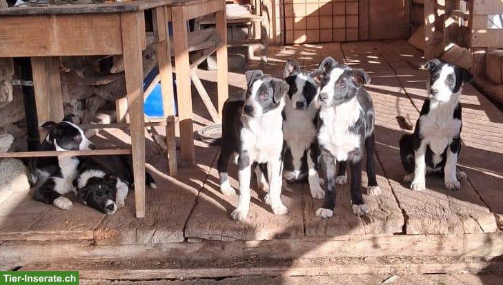Hütehund Welpen zu verkaufen