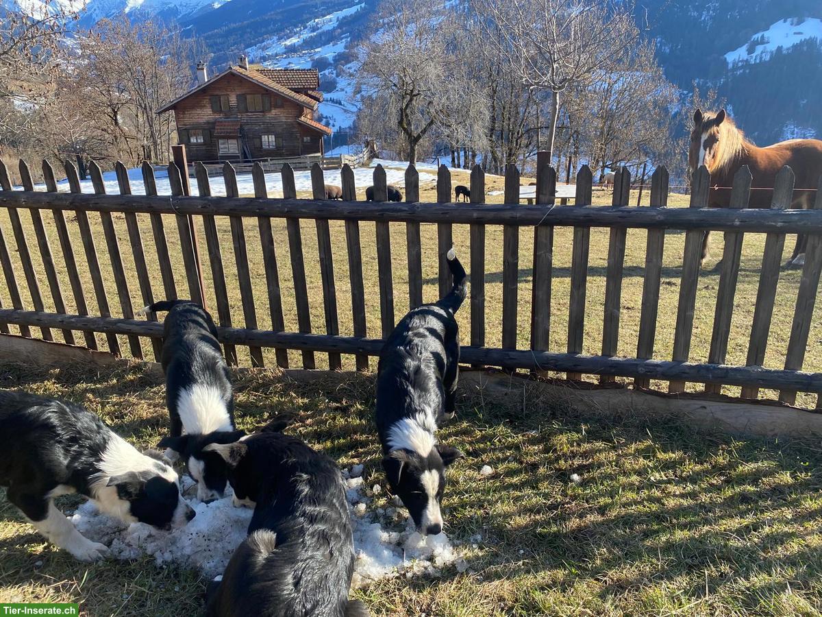Bild 2: Hütehund Welpen zu verkaufen