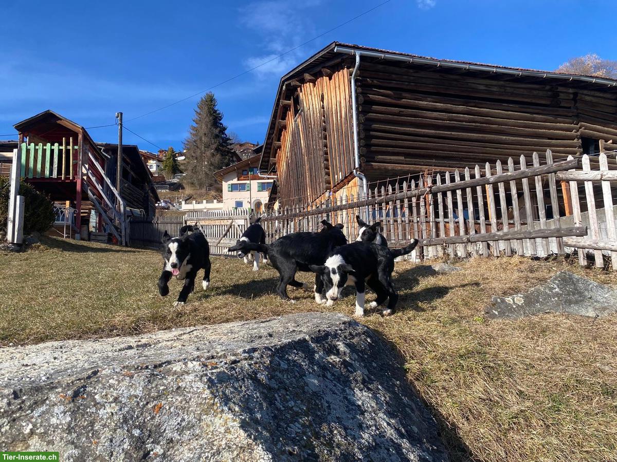 Bild 4: Hütehund Welpen zu verkaufen