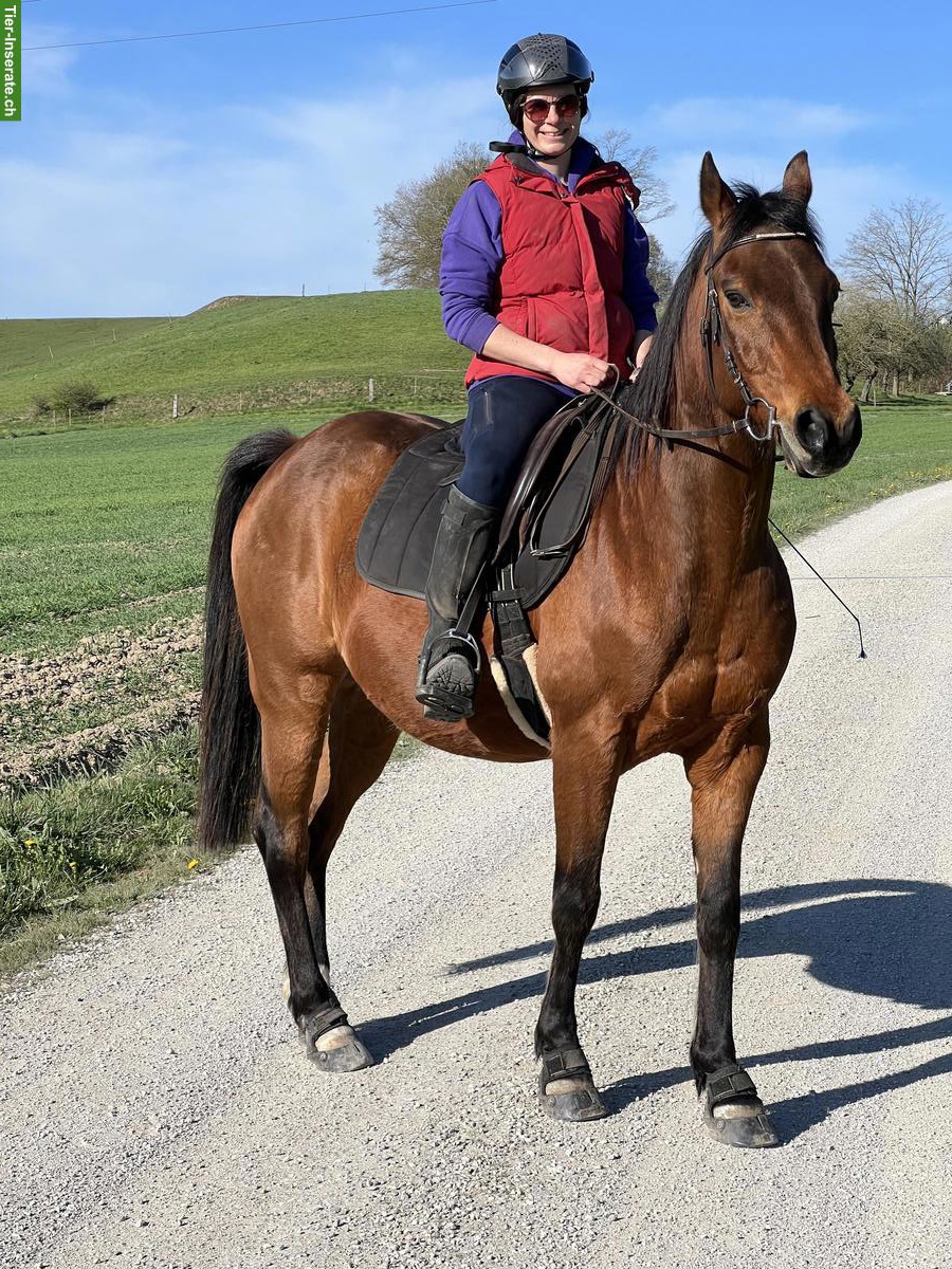 Bild 2: Reitbeteiligung in Uttewil FR für 21-jährigen Paint Horse Wallach