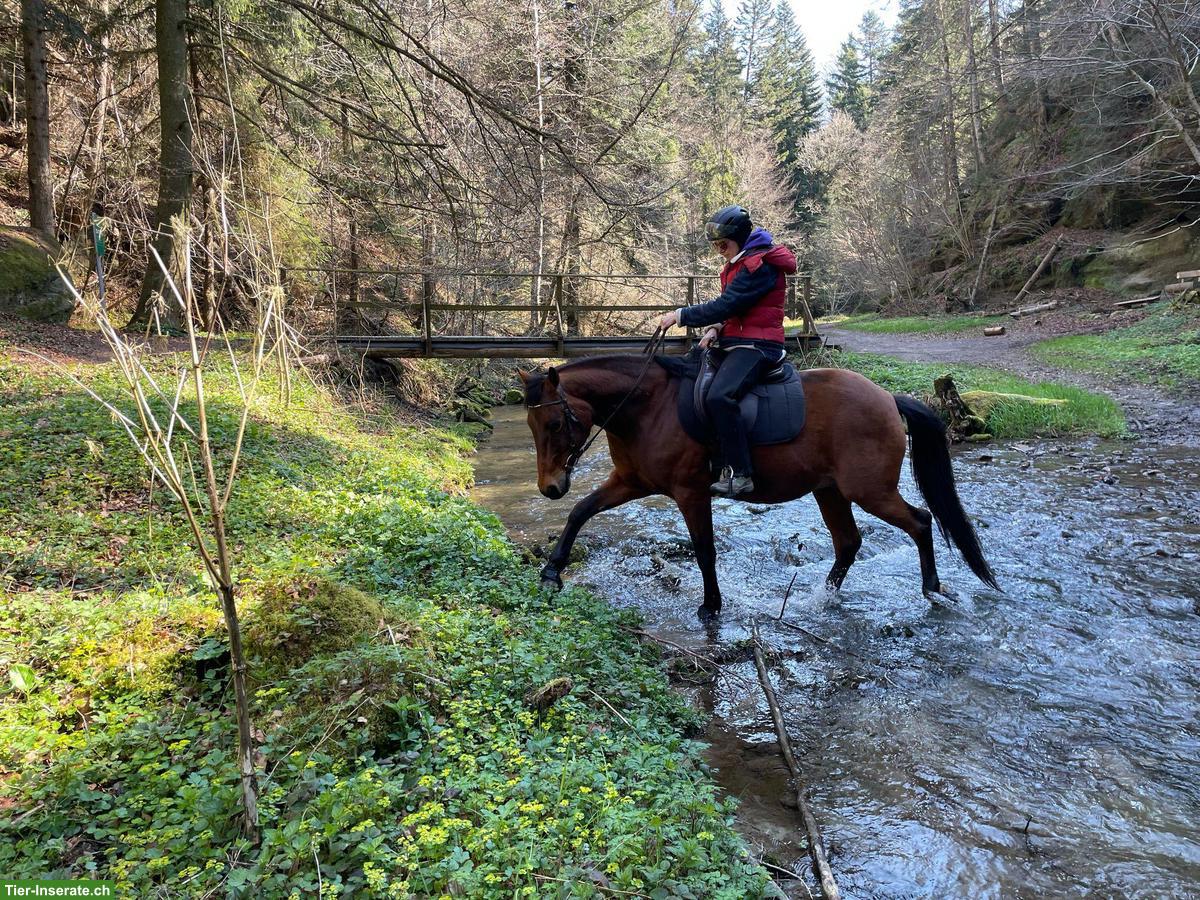 Bild 3: Reitbeteiligung in Uttewil FR für 21-jährigen Paint Horse Wallach