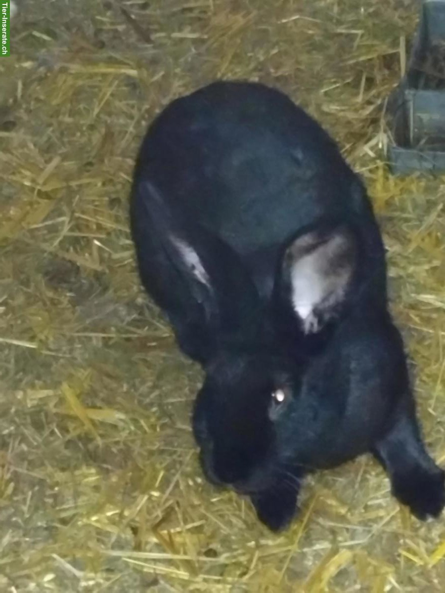 Deutsche Riesen Kaninchen zu verkaufen