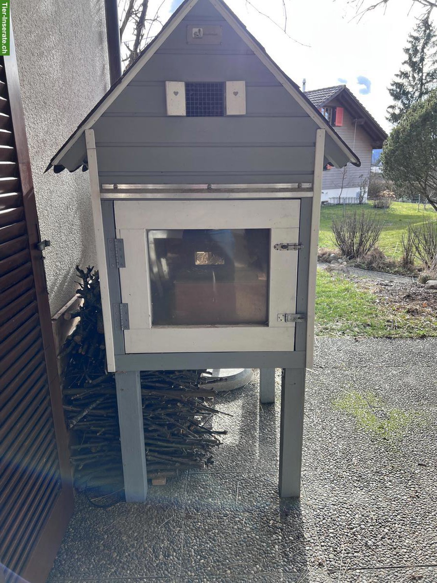 Bild 2: Meerschweinchen mit Outdoor-Stall Startset