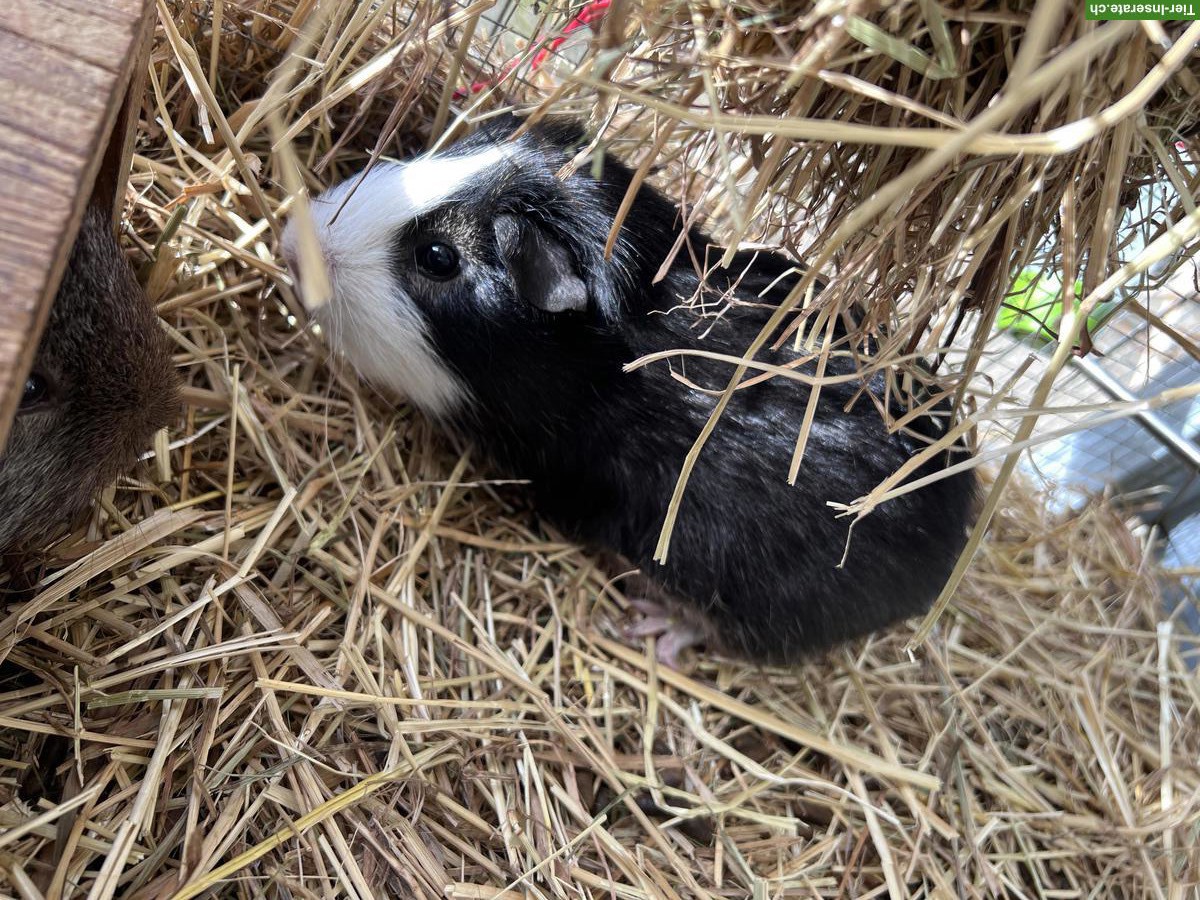 Bild 3: Meerschweinchen mit Outdoor-Stall Startset
