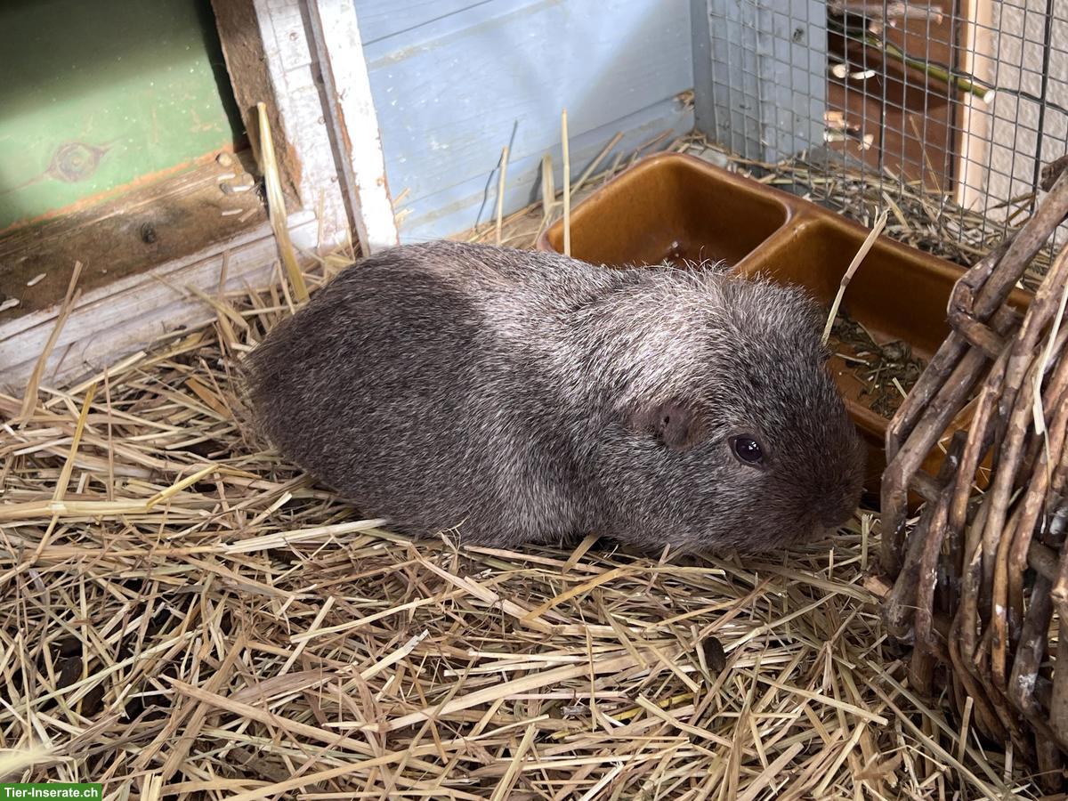 Bild 4: Meerschweinchen mit Outdoor-Stall Startset
