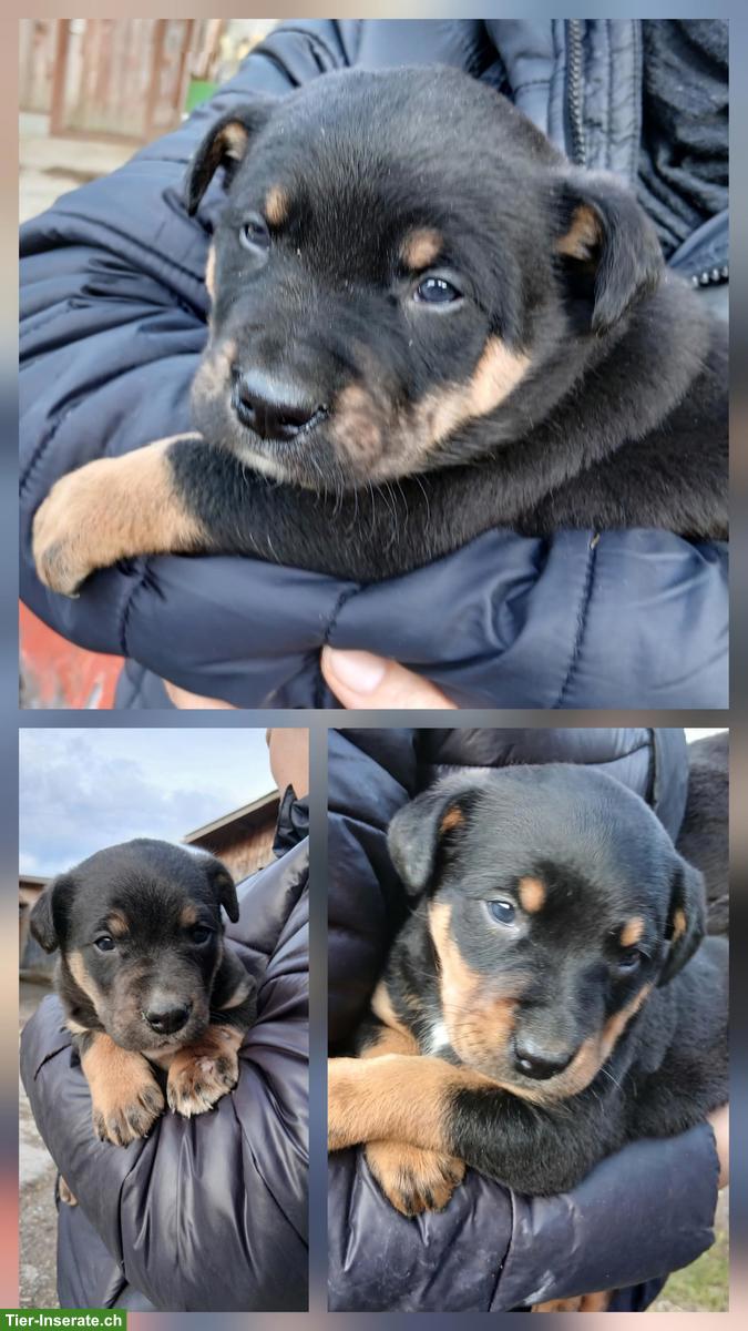 Tolle mix Welpen suchen schöne Plätzli