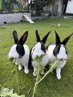2 Holländer Kaninchen (Geschwister) zu verkaufen