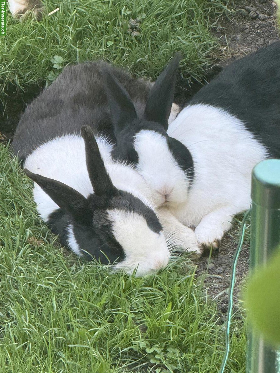 Bild 2: 2 Holländer Kaninchen (Geschwister) zu verkaufen