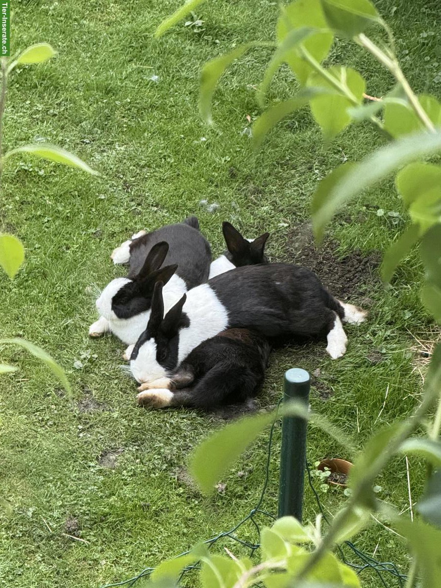 Bild 3: 2 Holländer Kaninchen (Geschwister) zu verkaufen