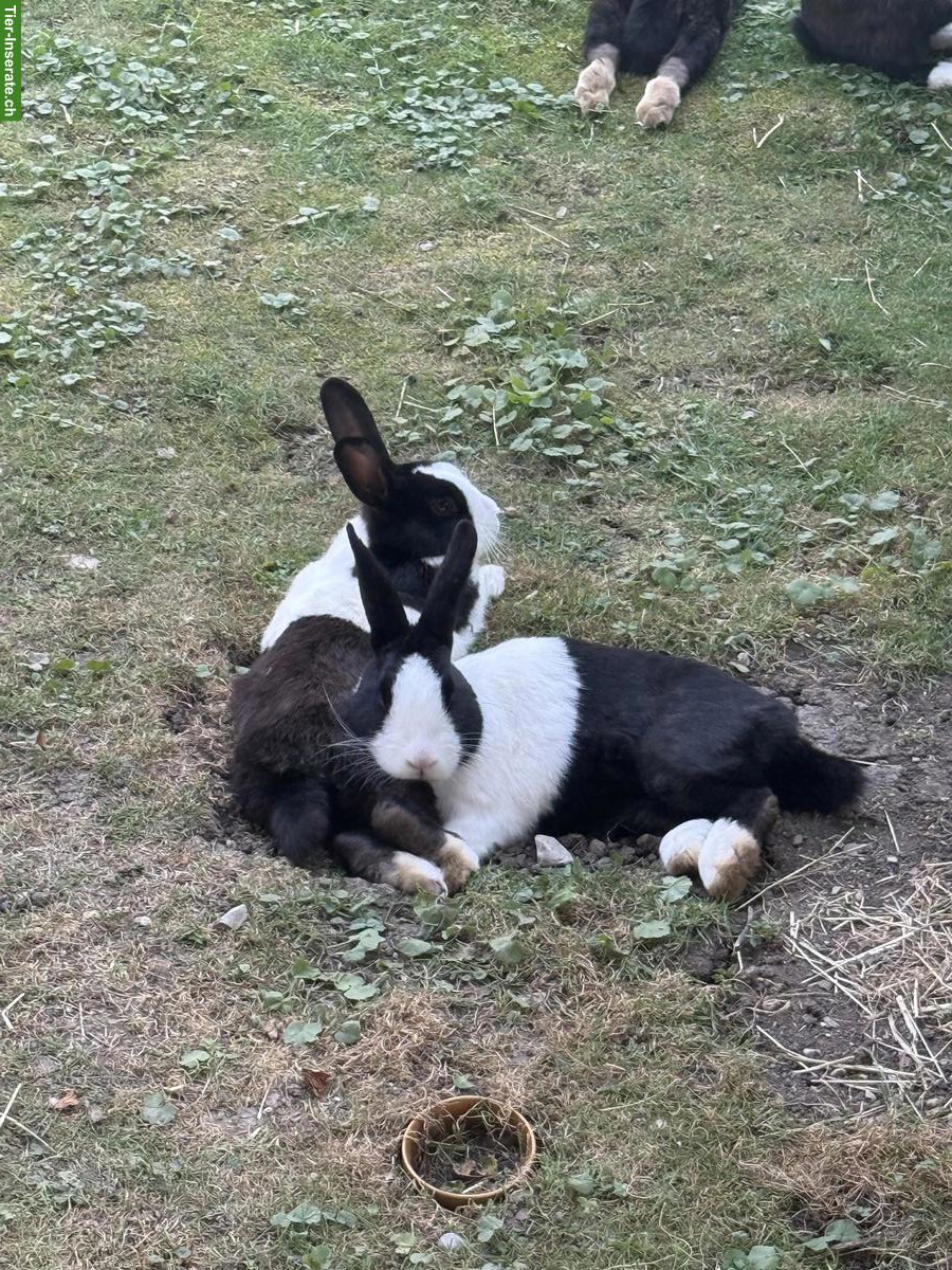 Bild 5: 2 Holländer Kaninchen (Geschwister) zu verkaufen