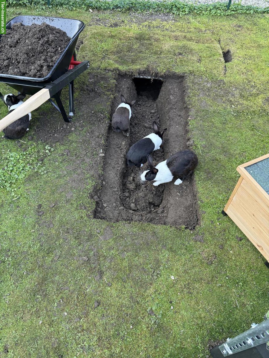 Bild 6: 2 Holländer Kaninchen (Geschwister) zu verkaufen