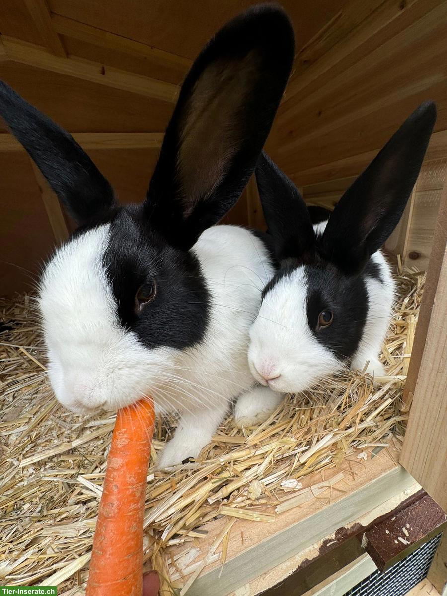 Bild 8: 2 Holländer Kaninchen (Geschwister) zu verkaufen