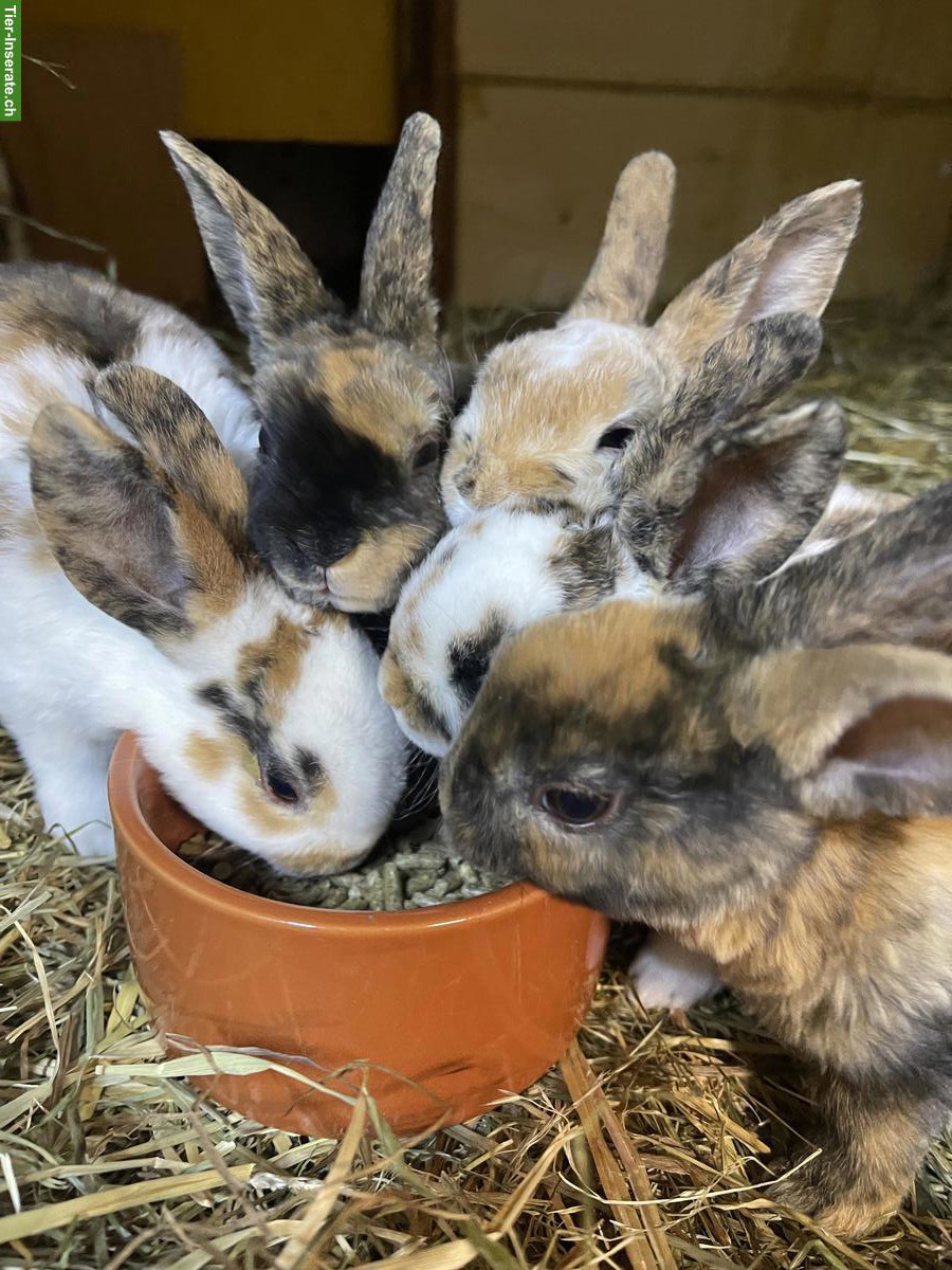 Junge Klein-Rex Kaninchen