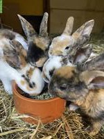 Junge Klein-Rex Kaninchen