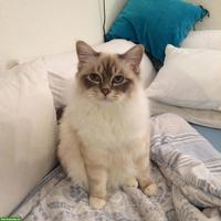Suche Rassekatze (4-10 J.) als Zweitkatze für Birma Kater