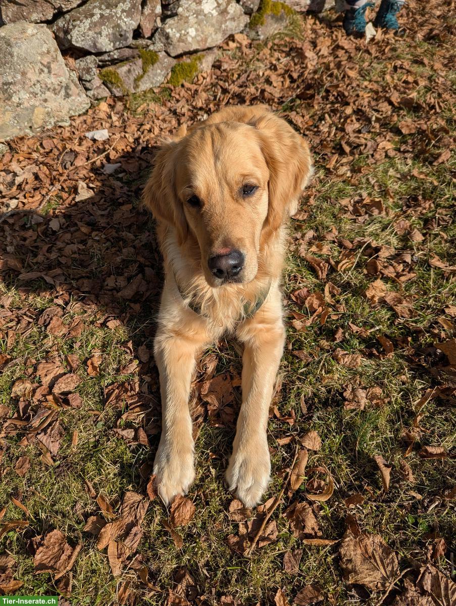 Liebevolles Zuhause auf Zeit für Golden Retriever gesucht