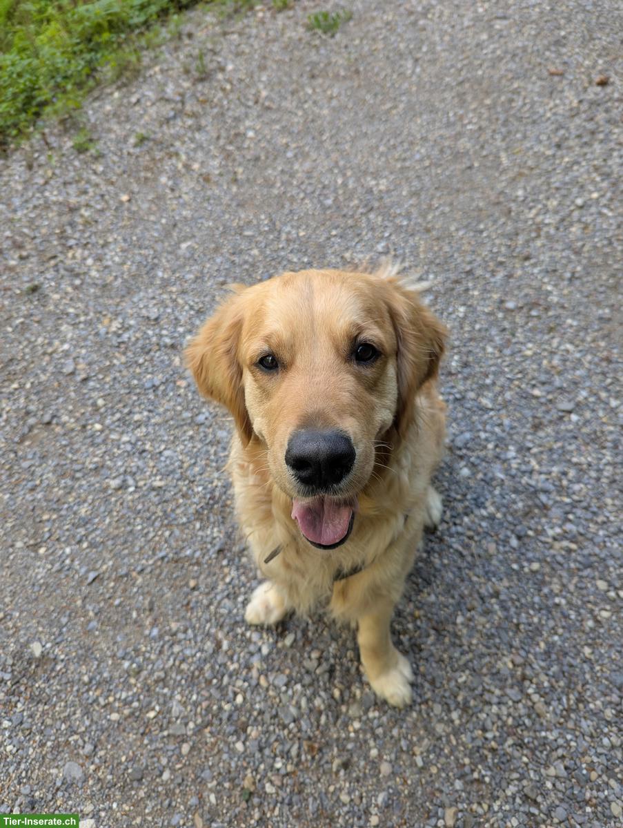 Bild 3: Liebevolles Zuhause auf Zeit für Golden Retriever gesucht
