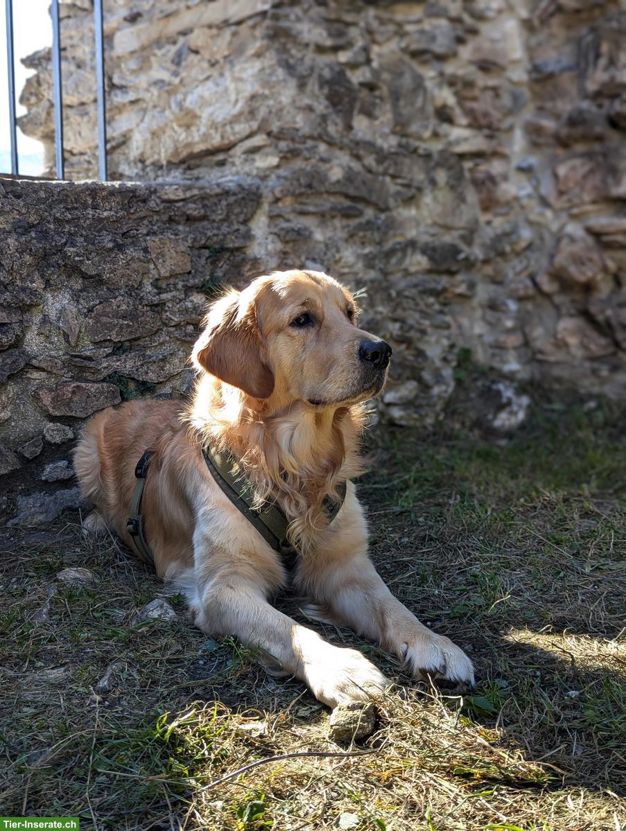 Bild 4: Liebevolles Zuhause auf Zeit für Golden Retriever gesucht