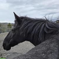 Biete Pflegepferd 🐴 für Bodenarbeit, Kanton Luzern