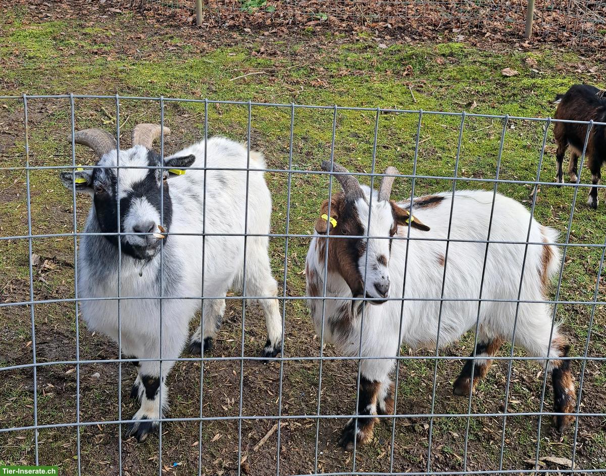 2 Zwergziegen Kastraten zum Verkaufen