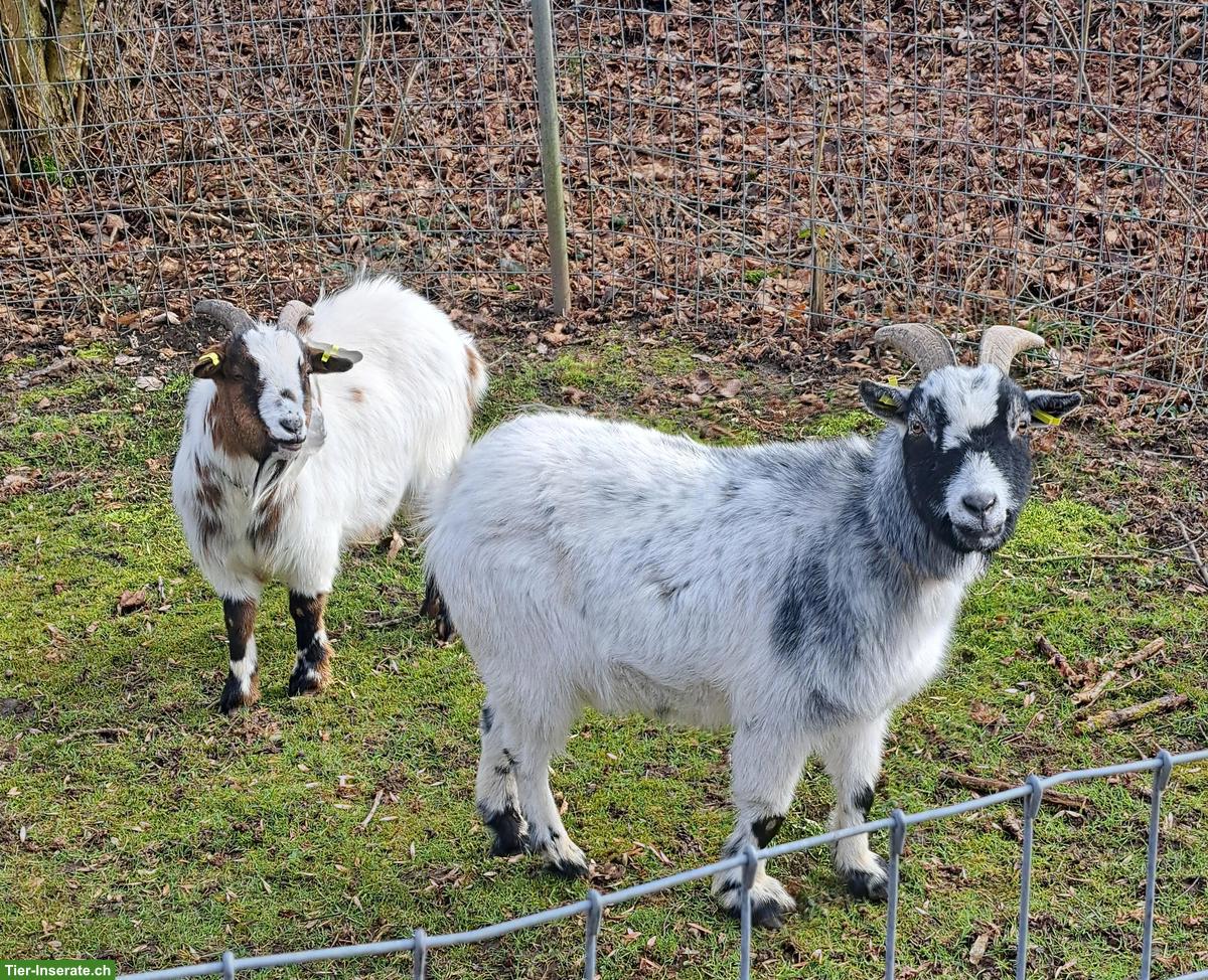 Bild 2: 2 Zwergziegen Kastraten zum Verkaufen