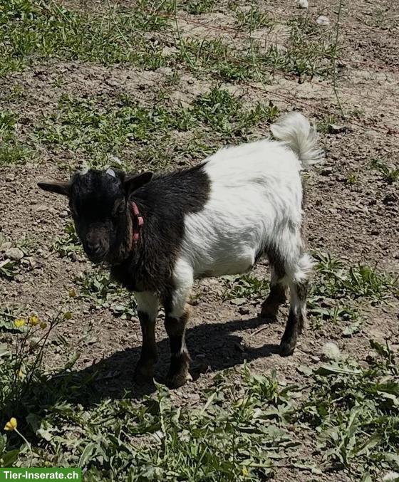Zwergziegen Bock, handzahm