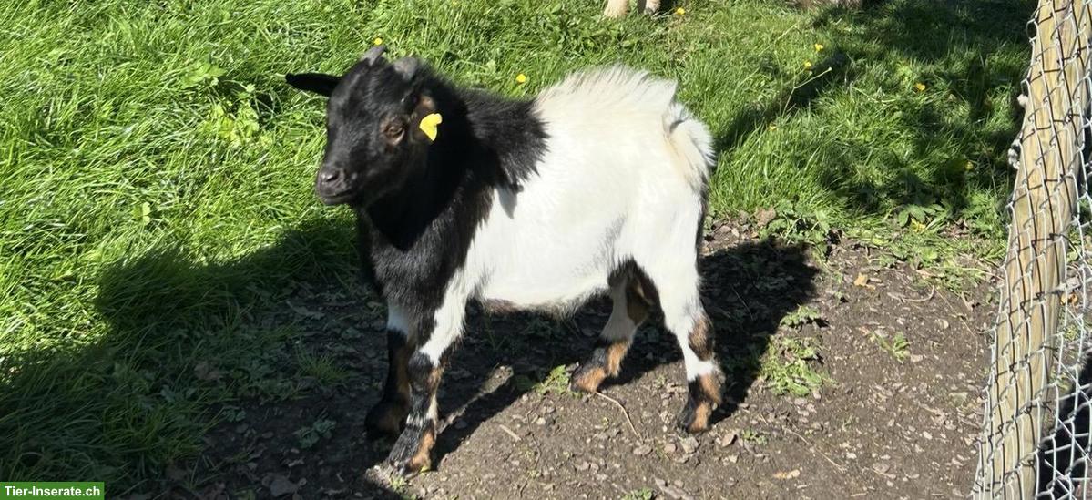 Bild 2: Zwergziegen Bock, handzahm