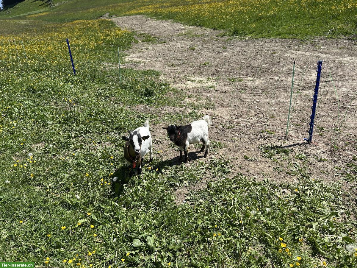 Bild 3: Zwergziegen Bock, handzahm