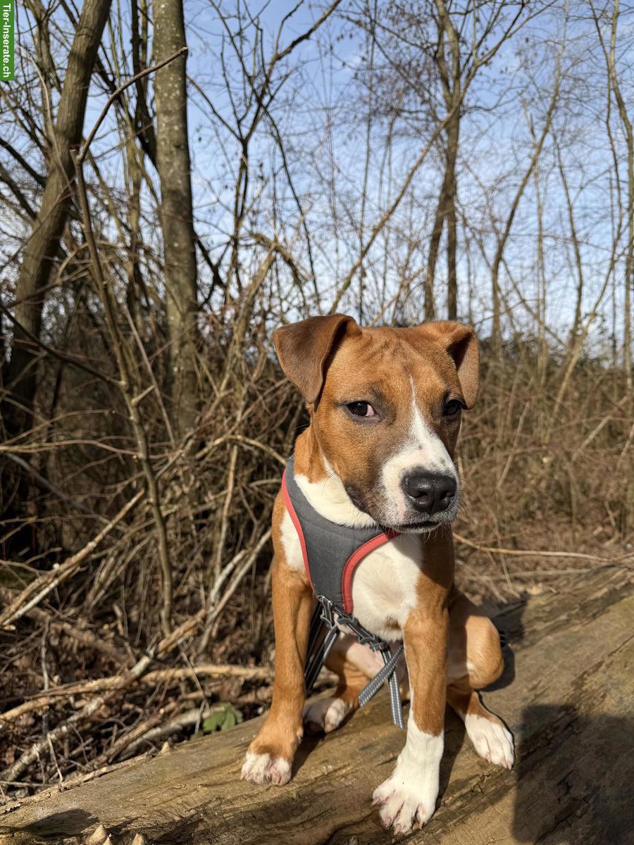American Staffordshire Welpen sucht Familie