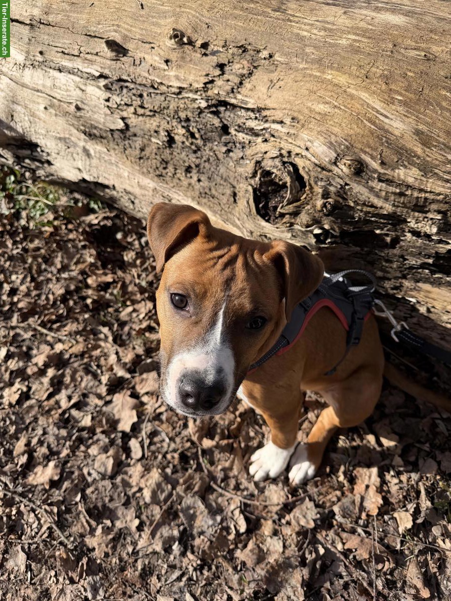 Bild 2: American Staffordshire Welpen sucht Familie