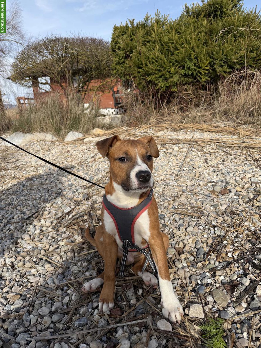 Bild 3: American Staffordshire Welpen sucht Familie