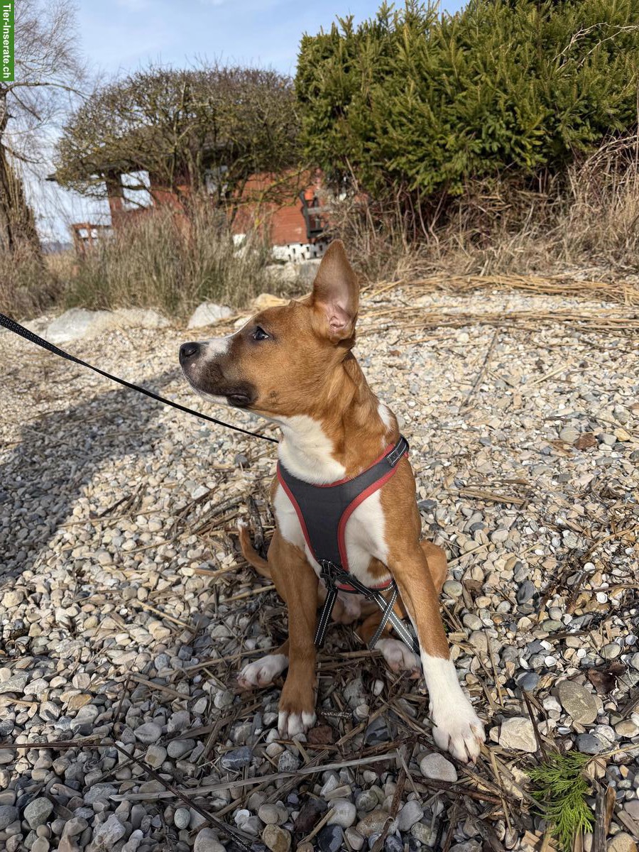 Bild 4: American Staffordshire Welpen sucht Familie