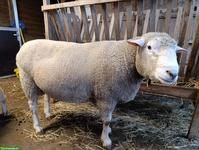 Schafbock "Friedolin" zu verkaufen