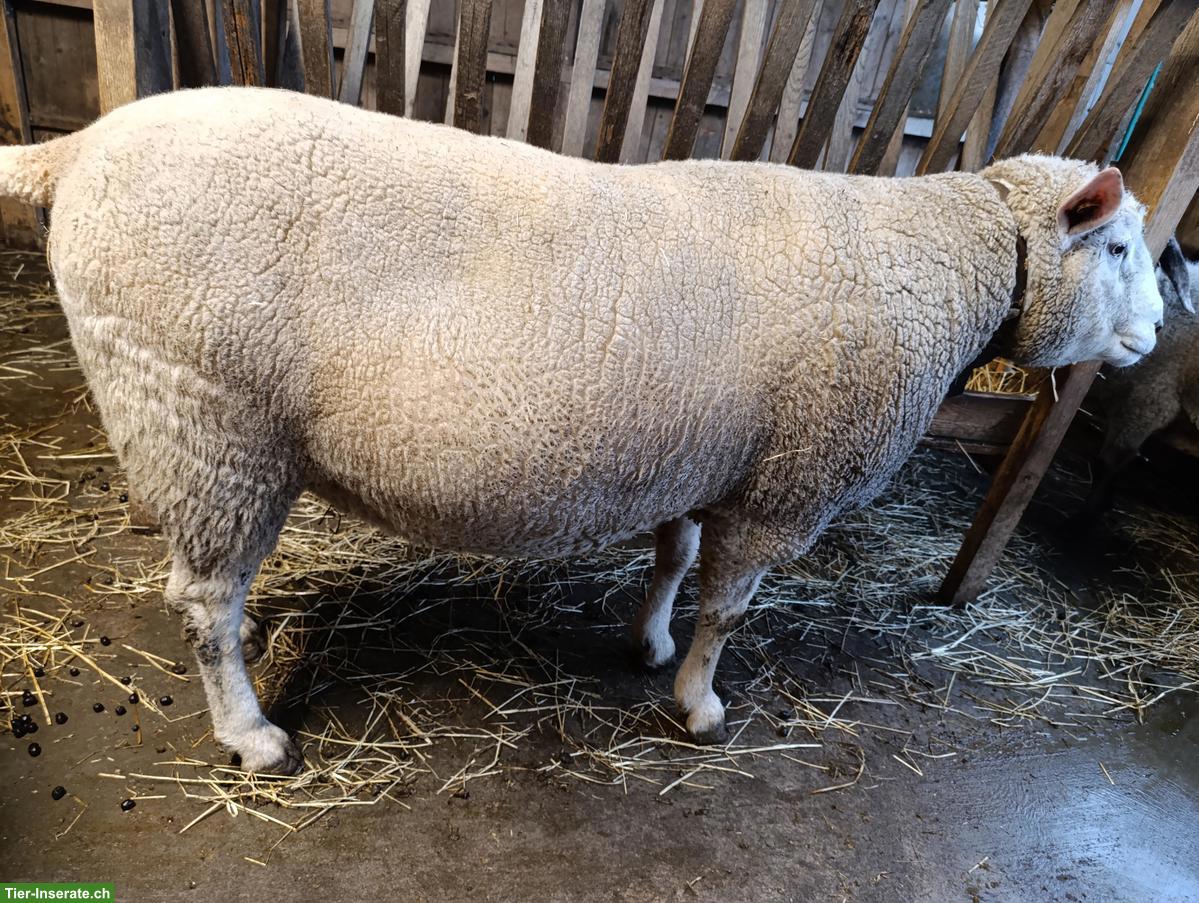 Bild 3: Schafbock "Friedolin" zu verkaufen