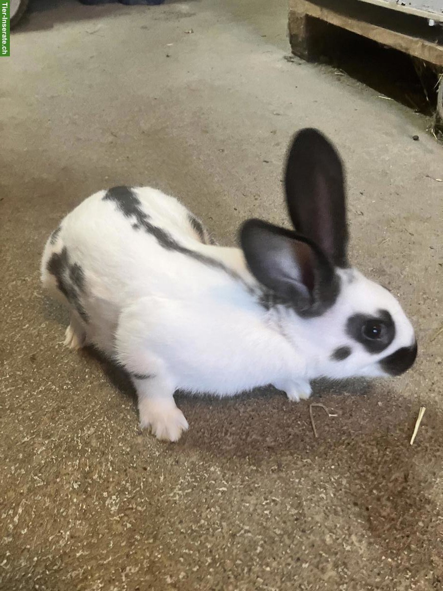 Kaninchen Mischlinge, männlich und weiblich