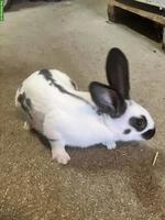 Kaninchen Mischlinge, männlich und weiblich