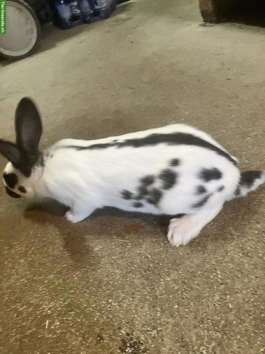 Bild 2: Kaninchen Mischlinge, männlich und weiblich