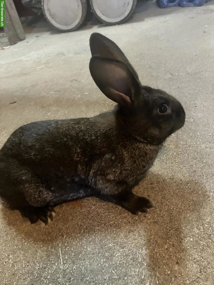 Bild 3: Kaninchen Mischlinge, männlich und weiblich