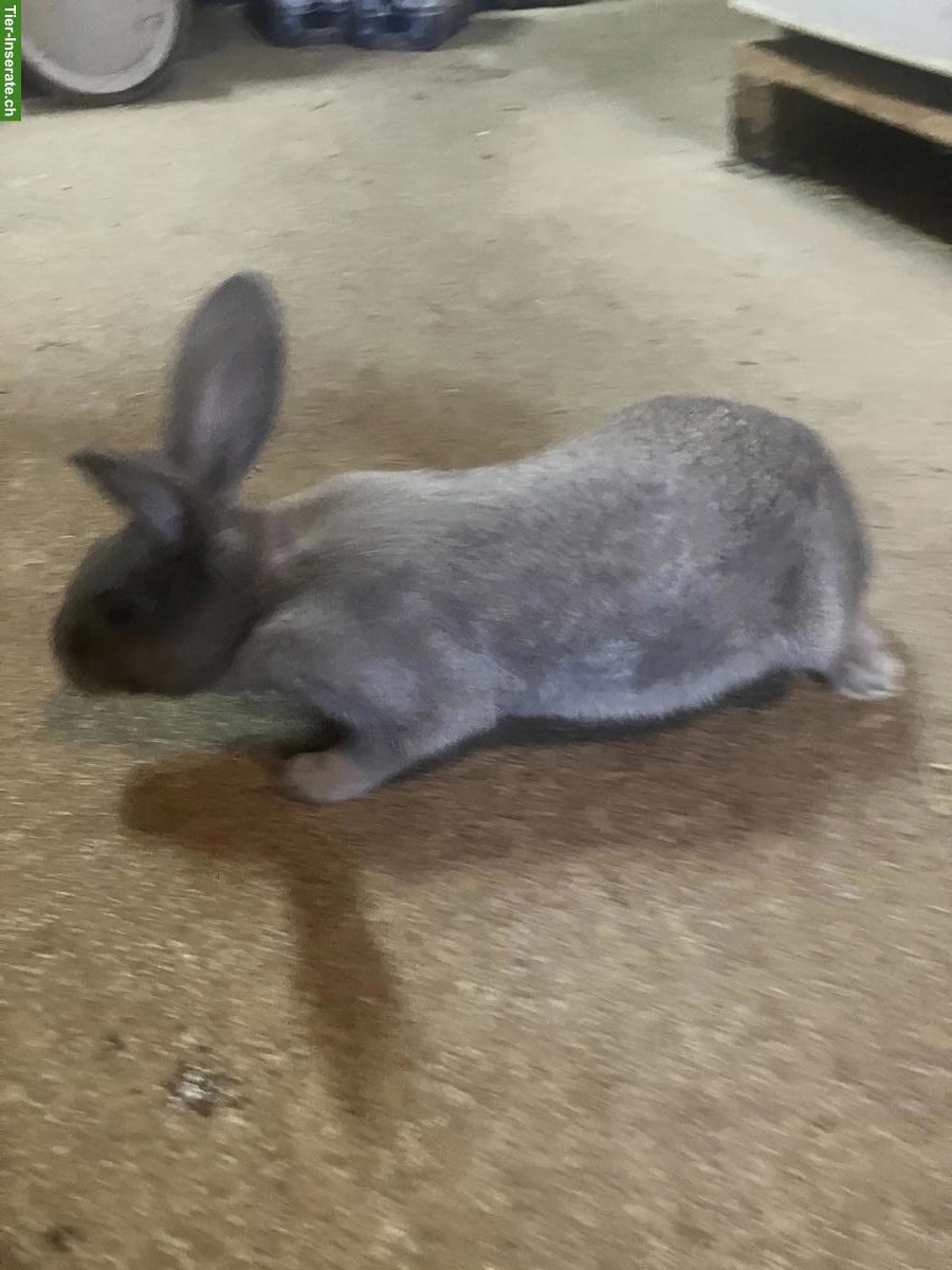 Bild 4: Kaninchen Mischlinge, männlich und weiblich