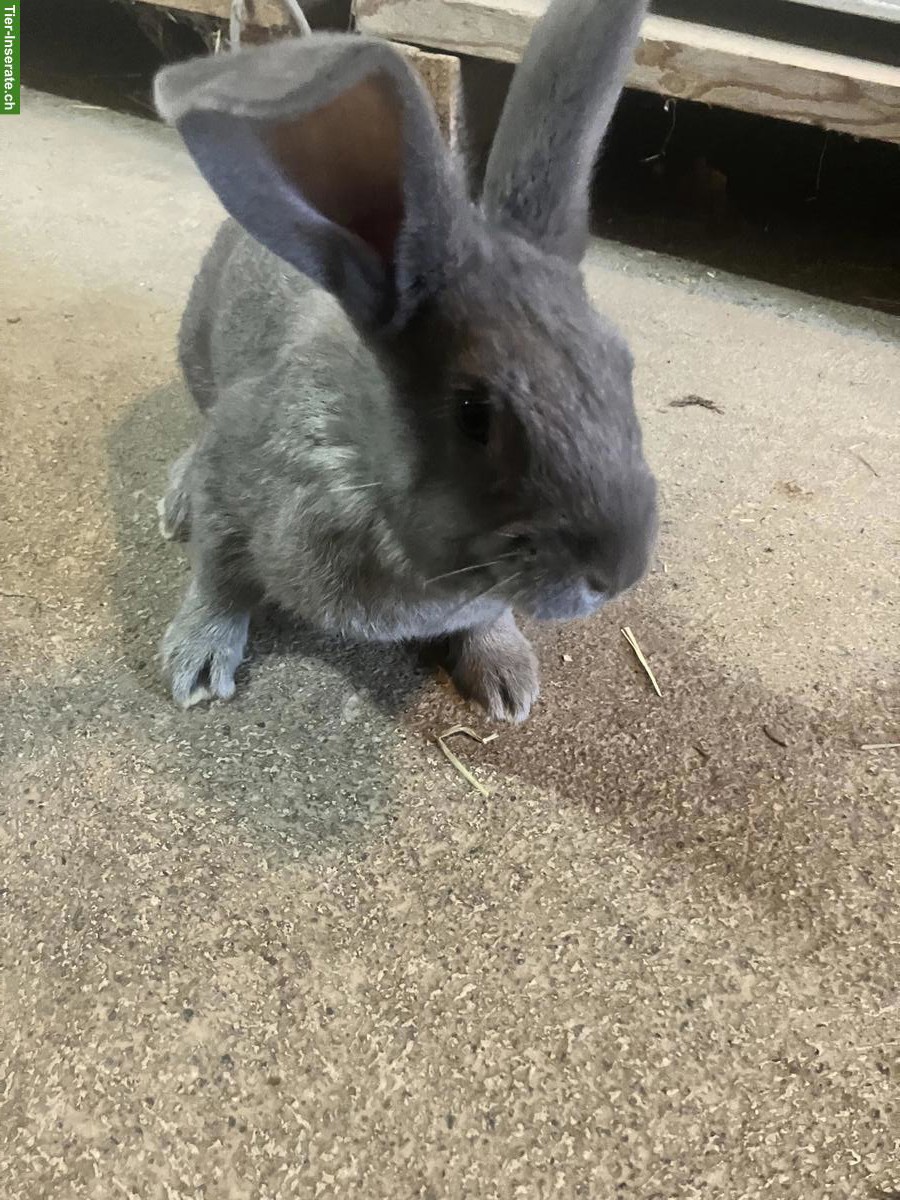 Bild 5: Kaninchen Mischlinge, männlich und weiblich