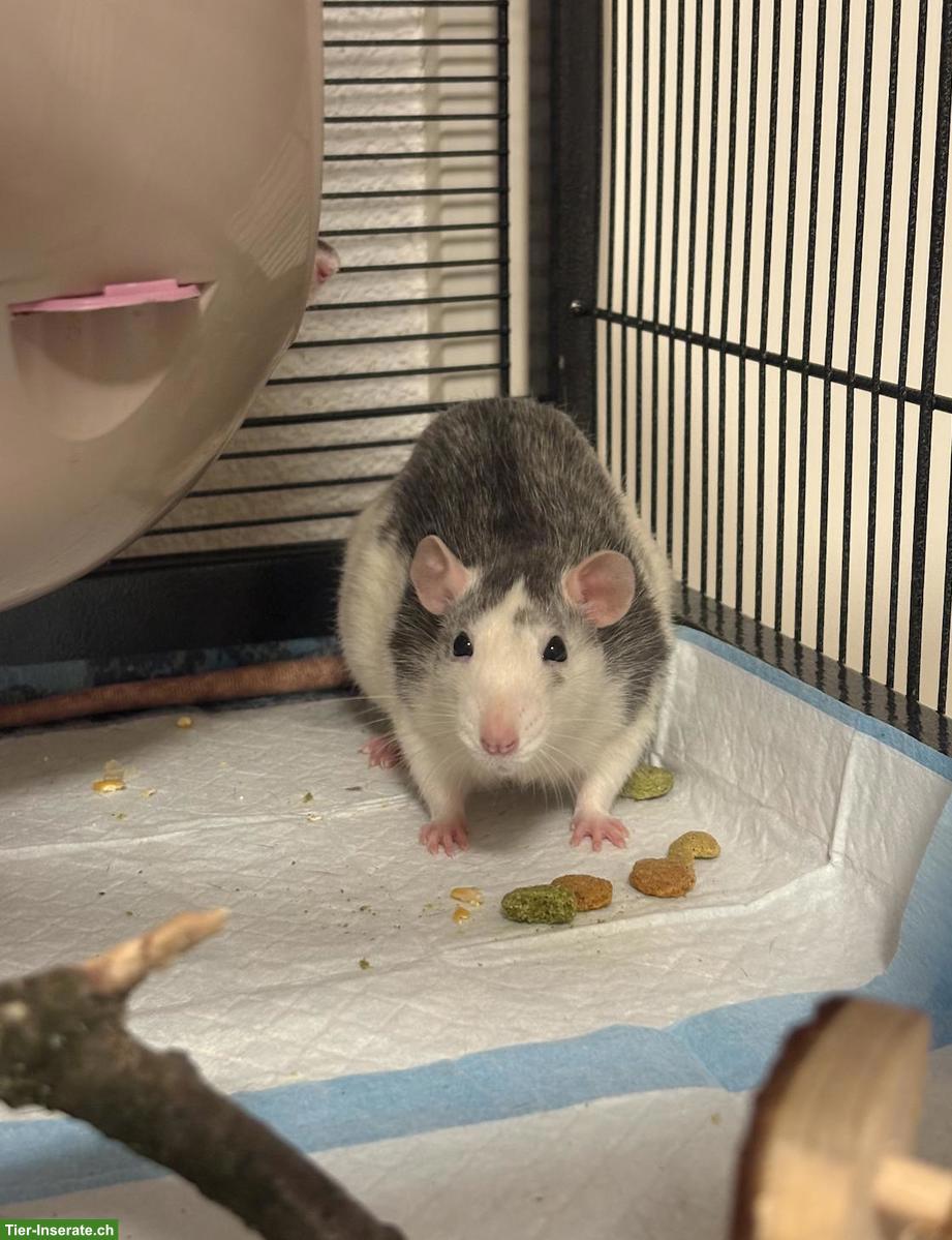 Bild 2: 3 Ratten 🐭 suchen ein liebes Zuhause ❤️