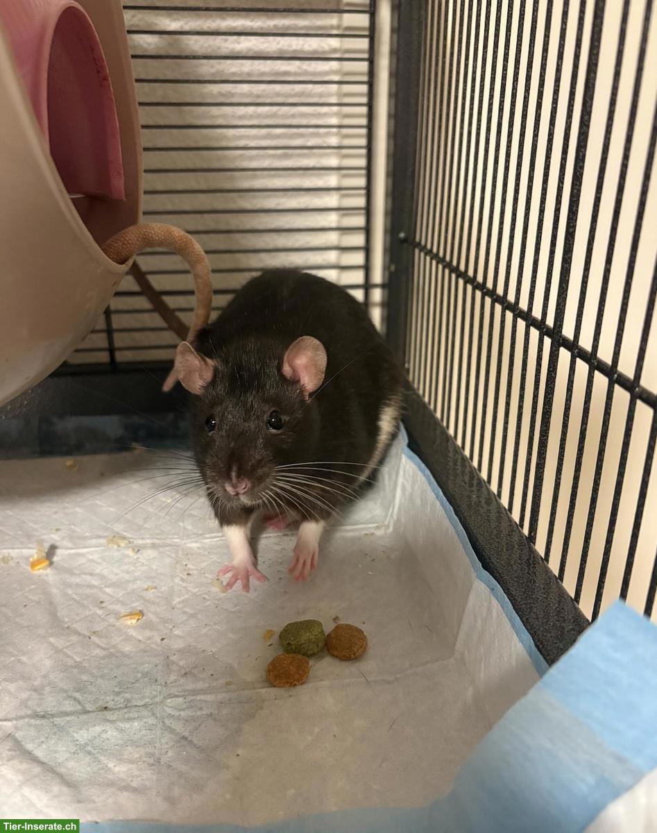 Bild 3: 3 Ratten 🐭 suchen ein liebes Zuhause ❤️